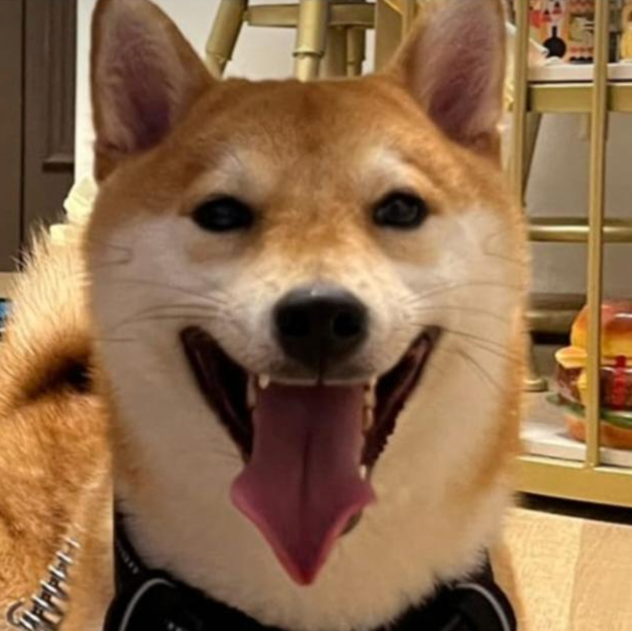 Shiba AFT